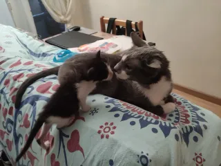 Cuidadora de mascotas