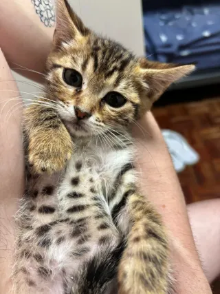 Cuidadora de mascotas