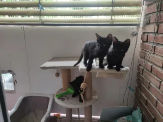 Cuidadora de mascotas