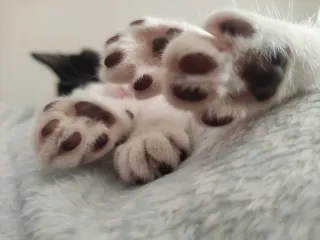 Cuidadora de mascotas