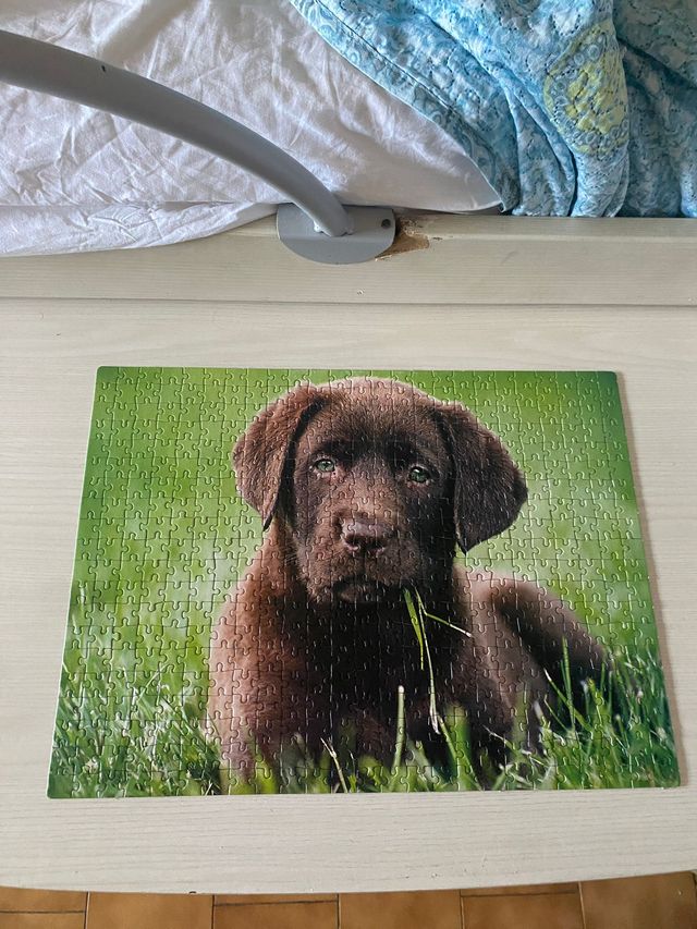Puzzle 500 pezzi cucciolo Labrador