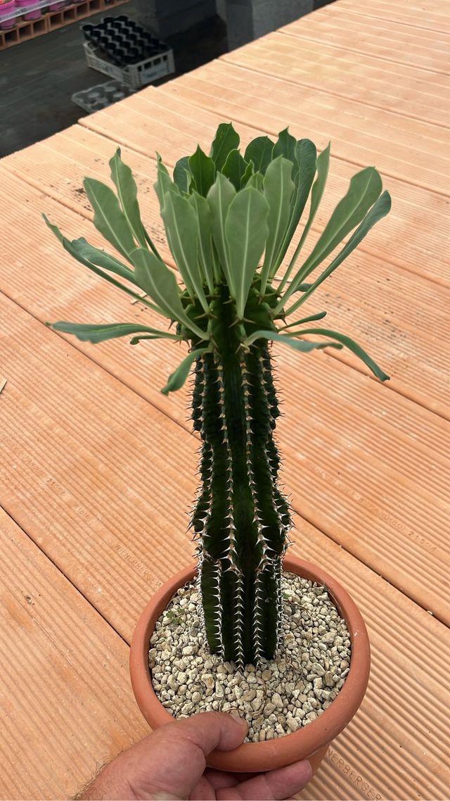 Euphorbia abissynica - pianta grassa