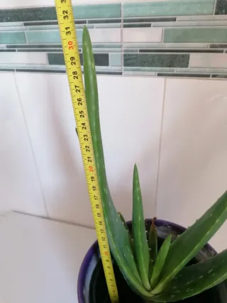 Aloe Vera Barbadensis, cosecha de  2023.