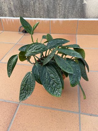 Monstera Peru - Planta