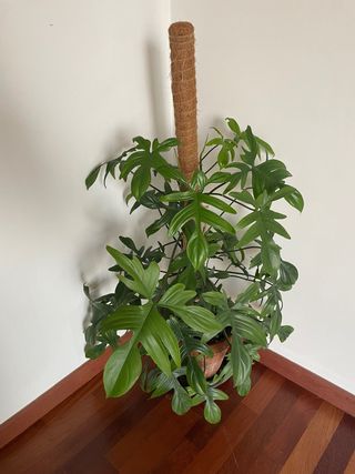 Philodendron Pedatum - Planta