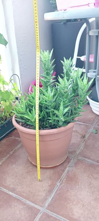 Aloe Brevifolia XXL - Planta