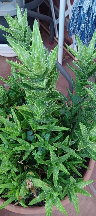 Aloe Brevifolia XXL - Planta