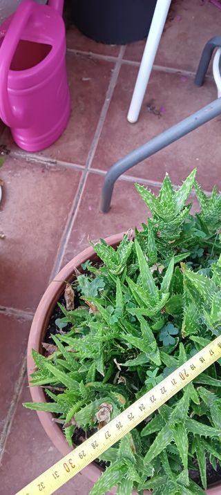 Aloe Brevifolia XXL - Planta