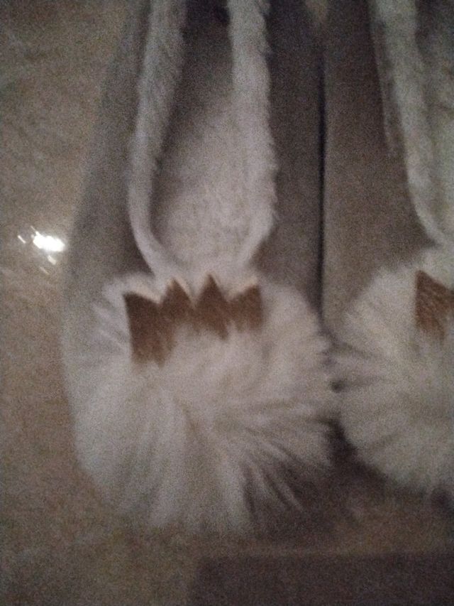 Pantuflas Invierno - Corona con brillantina dorada