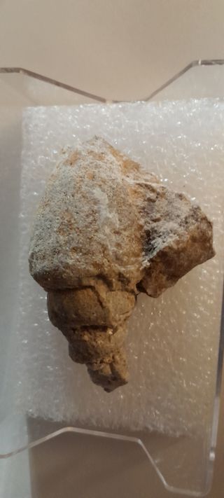 Fósil , 7 cm.