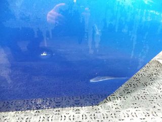 PUERTA TRASERA IZQUIERDA HONDA ACCORD BERLINA (CU)