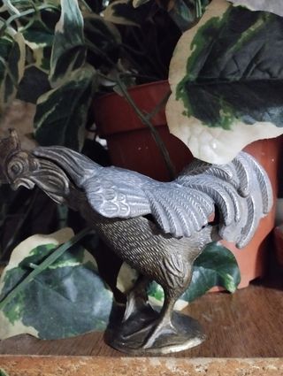 Antico  gallo