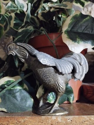 Antico  gallo