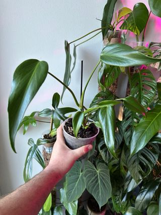 Monstera Burle Marx Flame, alta piu o meno 50 cm