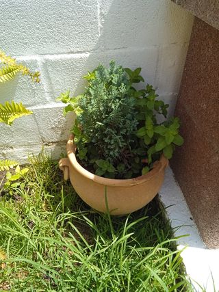 Maceta con menta y tuya
