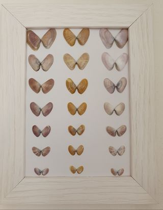 Quadro conchiglie farfalle