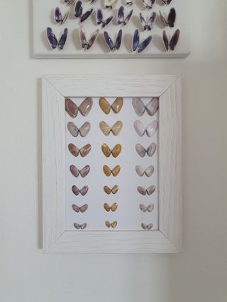 Quadro conchiglie farfalle