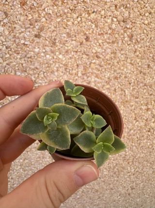 Crassula variegata - Planta suculenta