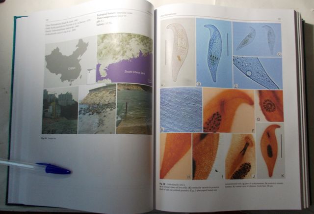 Ciliate Atlas: Species Found in the South China...