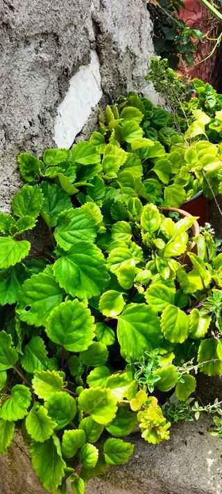 Plantas