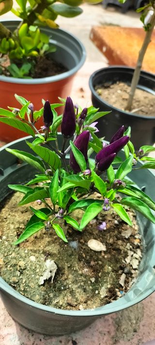 Plantas