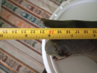 Tronco madera acuario