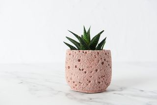 Vaso in cemento rosa - pianta succulenta