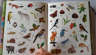 MI CUADERNO DE EXCURSIONISTA. El bosque.