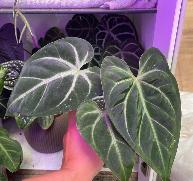 Anthurium Pinkleyi x Magnificum