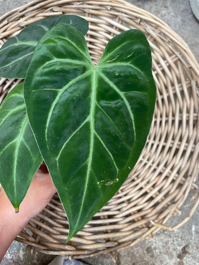 Anthurium Pinkleyi x Magnificum