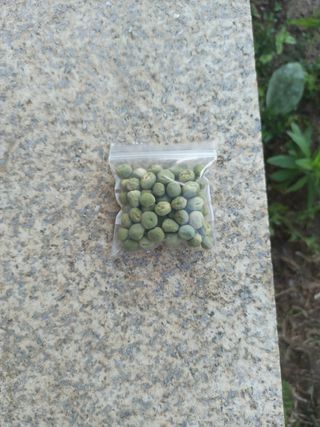 Semillas guisantes: 50 unidades aprox