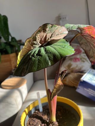 Alocasia Serendipity Pink
