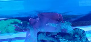 Piezas de decoración acuario