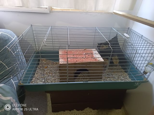 Jaula cobaya con todo para empezar 