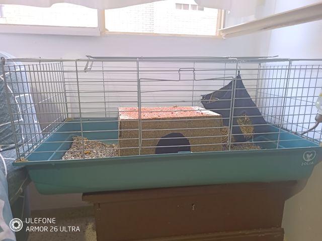 Jaula cobaya con todo para empezar 