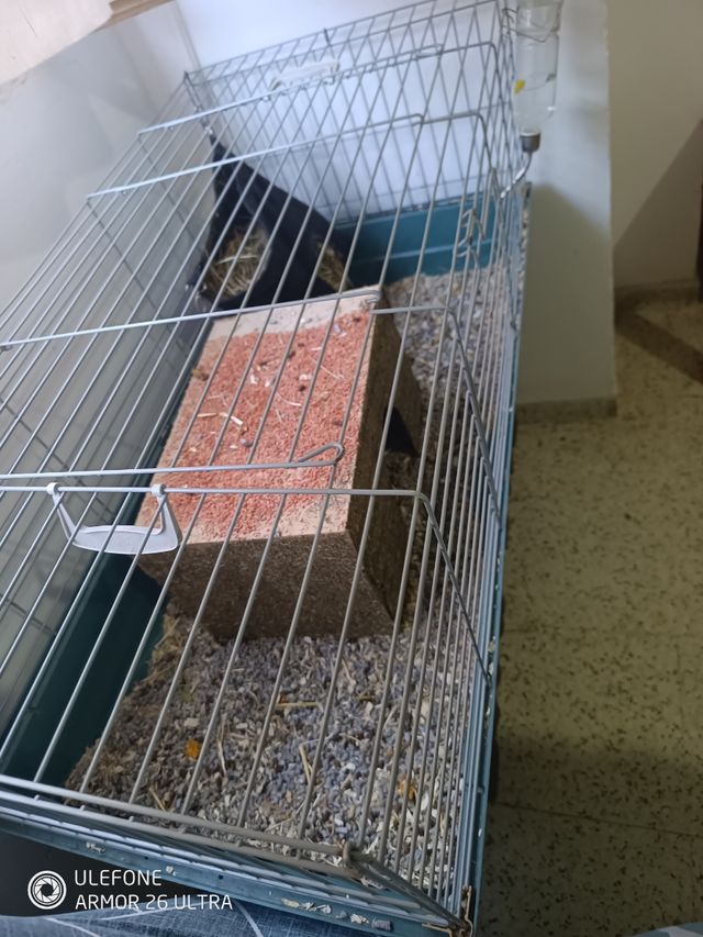 Jaula cobaya con todo para empezar 