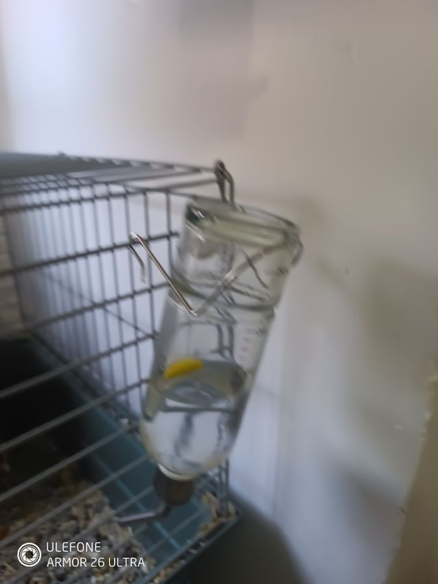 Jaula cobaya con todo para empezar 