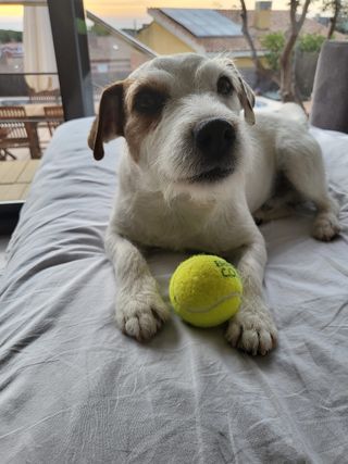 Cuido perritos en mi casa con amor y dedicación