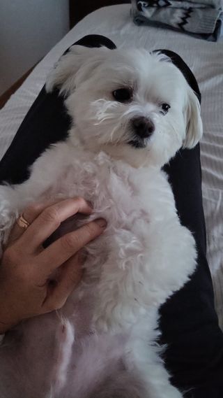 Cuido perritos en mi casa con amor y dedicación