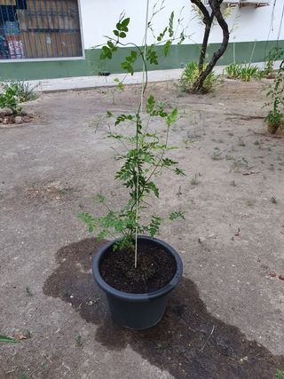 Planta Jazmín en maceta