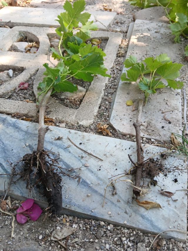 5Plantas de Vid plus una gratis