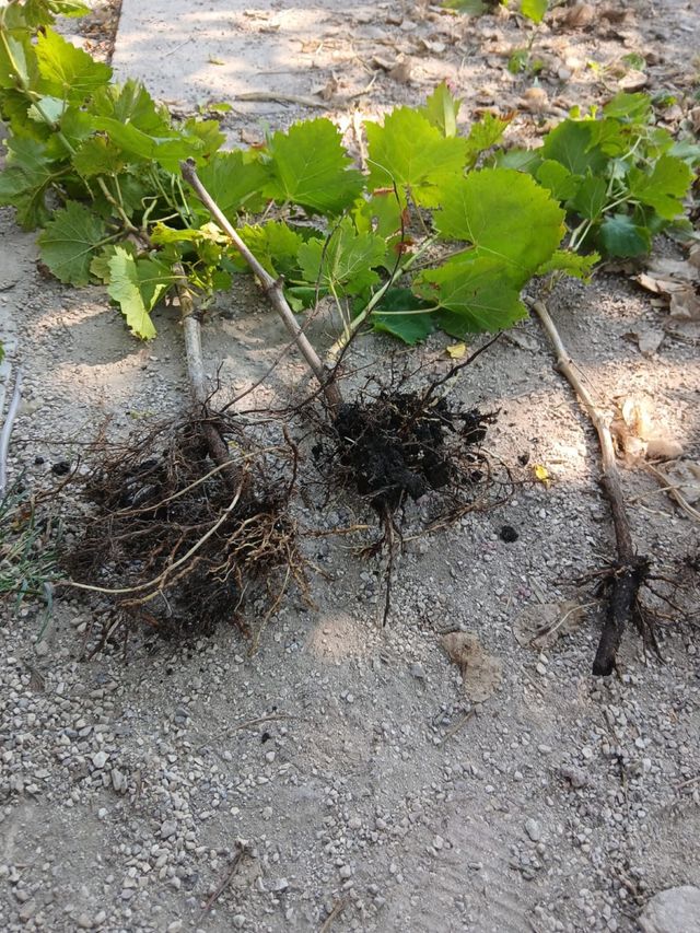 5Plantas de Vid plus una gratis