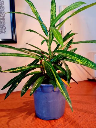 Planta.Croton.( Codiaeum Variegatum ).