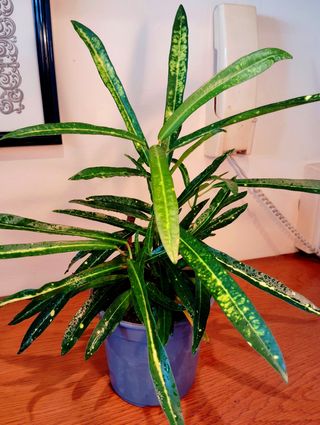 Planta.Croton.( Codiaeum Variegatum ).