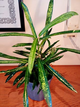 Planta.Croton.( Codiaeum Variegatum ).