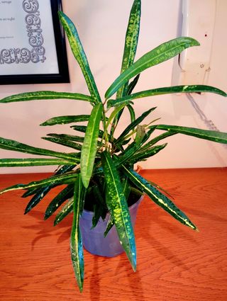 Planta.Croton.( Codiaeum Variegatum ).