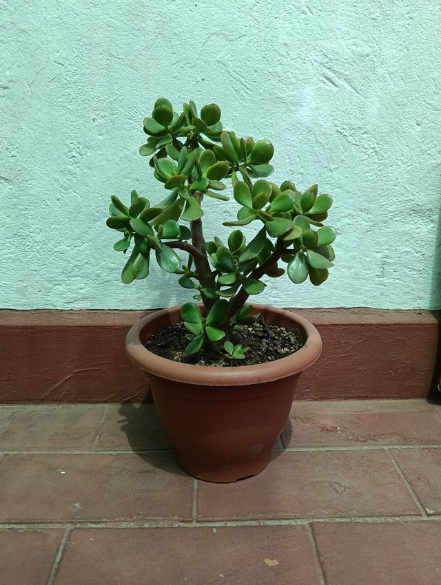 Planta árbol de jade