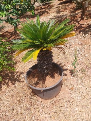 Palmera Cycas en maceta