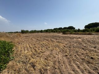 Parcela 2500m² Los Palacios