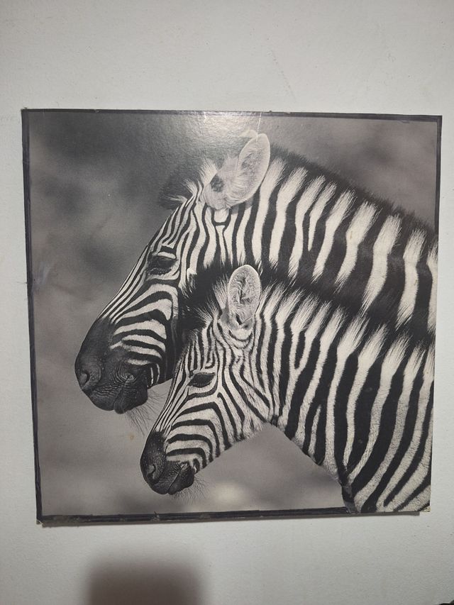Cuadro cebras blanco y negro